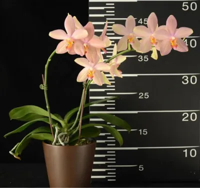 Орхидея из латекса в персиковом цвете. Купить искусственные цветы.  Латексная орхидея