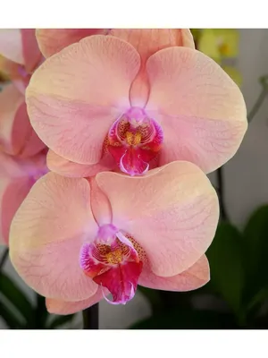 Орхидея Элли персиковая Latex - купить в Москве | Интернет-магазин  искусственных растений Zeltta