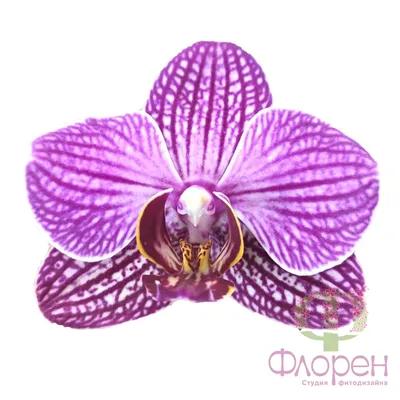 Орхидея Фаленопсис Midsummer Night (отцвел) Orchid22 184359769 купить в  интернет-магазине Wildberries
