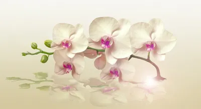 Орхидея Фаленопсис в горшке - Арт. 4906