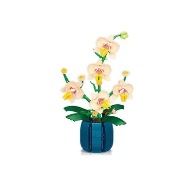 Орхидея Фаленопсис \"Брион\" купить