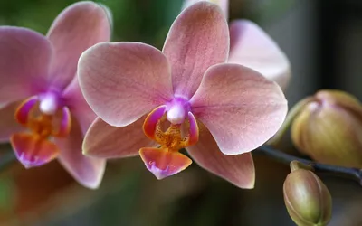 Цветущая персиковая орхидея Цветок фаленопсиса, Stock Footage Включая:  персик и цветок - Envato Elements