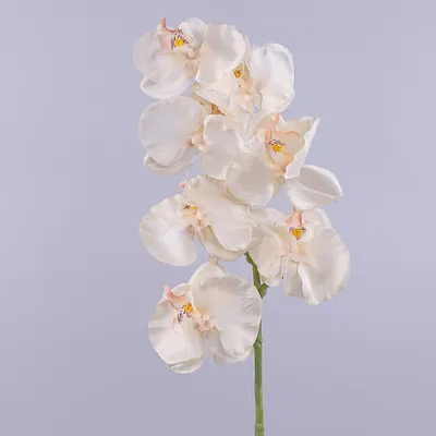 Орхидея в горшке \"Орхидея Фаленопсис светло-лиловая 2ст\" – купить недорого  с доставкой по Москве