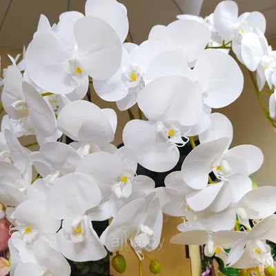 Орхидея Phalaenopsis Prosecco, midi