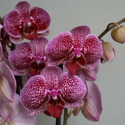 Конструктор Орхидея Персиковая - купить с доставкой по выгодным ценам в  интернет-магазине OZON (1350718488)