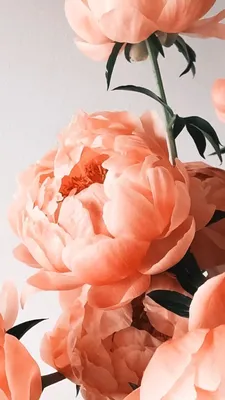 Пин от пользователя Jennifer Christian на доске Wallpapers | Персиковые  пионы, Цветы, Красивые цветы
