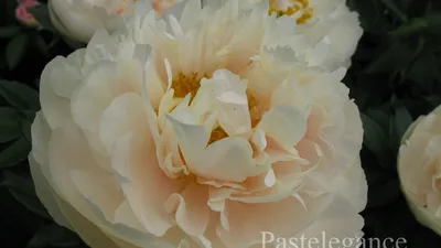 Кремовые и персиковые пионы. Сорта. (Cream and peach peonies. Varieties). -  YouTube