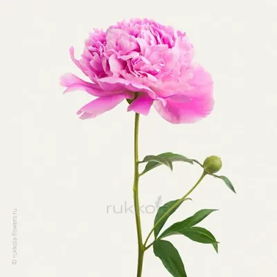 Розовые пионы поштучно купить с доставкой в Москве | Заказать букет цветов  недорого