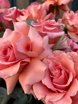 51 персиковая розово-персиковая пионовидная роза | купить недорого |  доставка по Москве и области