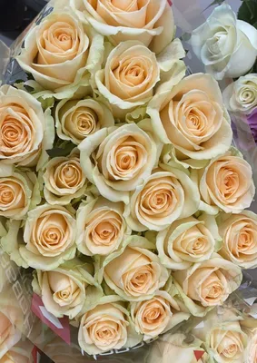 Купить персиковые розы с доставкой с доставкой в Хабаровске ❤ Azeriflores.ru
