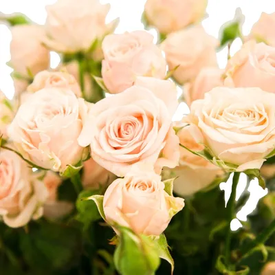 Роза кустовая персиковая по цене 333 ₽ - купить в RoseMarkt с доставкой по  Санкт-Петербургу