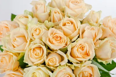 Розы белые и персиковые недорого: 51 цветок по цене 8540 ₽ - купить в  RoseMarkt с доставкой по Санкт-Петербургу