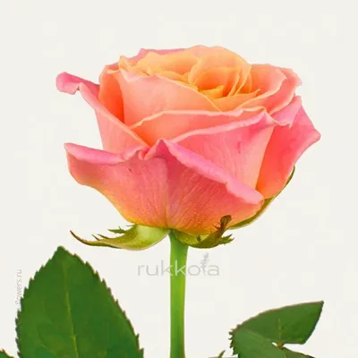 Персиковые розы поштучно купить с доставкой в Москве | Заказать букет  цветов недорого