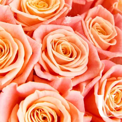 Букет из 25 персиковых роз (50см) за 3100р. Позиция № 494
