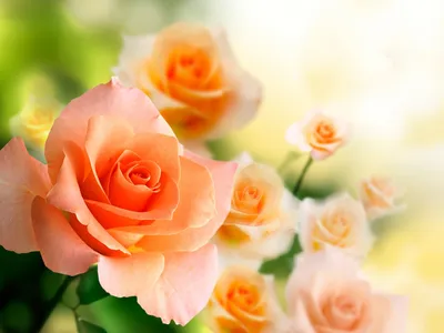 Розы белые и персиковые недорого: 23 цветка по цене 4705 ₽ - купить в  RoseMarkt с доставкой по Санкт-Петербургу