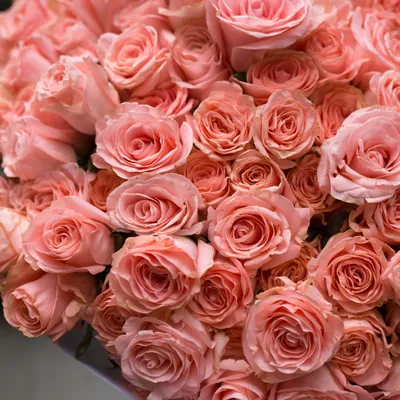 Купить фотообои Розы «Персиковые розы» | PINEGIN