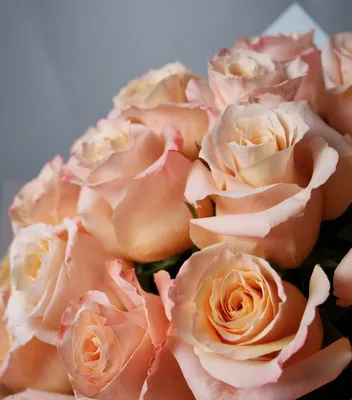 Букет из 51 розы \"Персиковые розы\" – купить недорого с доставкой по Москве
