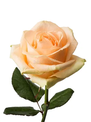 Персиковая роза поштучно «BuketOnline»