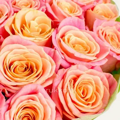 9 персиковых роз Аваланш | купить недорого | доставка по Москве и области |  Roza4u.ru