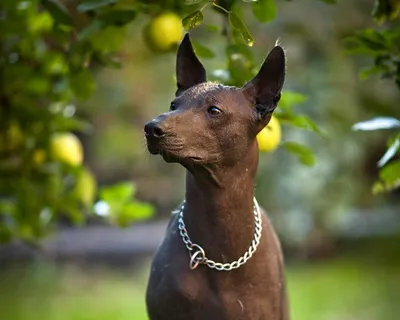 Перуанская лысая собака фото фотографии