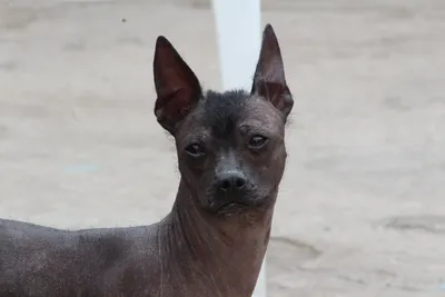 Собака Xoloitzcuintli породы, мексиканская лысая собака серого цвета на  открытом воздухе стоковое фото ©Tverdohlib.com 154283658