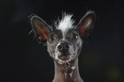 Мексиканская голая собака (Mexican Hairless Dog) - это милая, умная и  легкообучаемая порода собак. Фото, описание и отзывы.