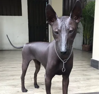 перуанская кожа собаки перуанская PNG , белый фон, перуанская собака,  коричневый PNG рисунок для бесплатной загрузки