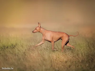 Перуанская голая собака - DogZilla