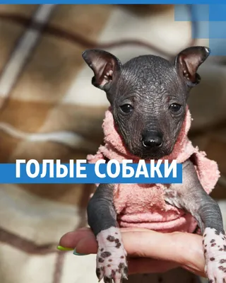 SOBAKI.PRO | Породы собак | Перуанская голая собака | Фото 98729