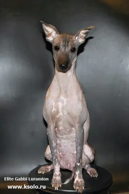 Портрет Инков породы собак орхидеи перуанского безволосого перуанской,  собака Инков безволосая, Virigo, Calato, мексиканская безв Стоковое Фото -  изображение насчитывающей смотрит, друг: 168306814