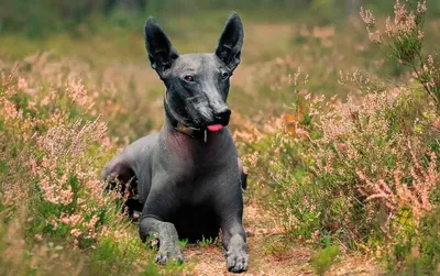 Африканская голая собака - Рамблер/новости