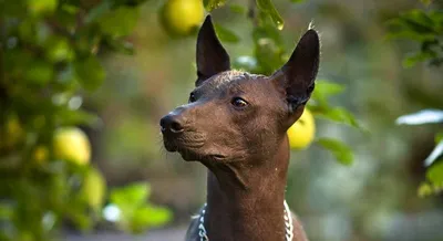Забавная и очень древняя порода собак. | Пикабу