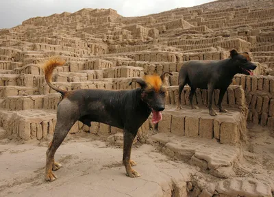 PERUVIAN HAIRLESS DOG Слишком внимательные собачки, которые очень любят  поиграть 🏀 на видео перуанская молодежь Шанкар и Лиса🥰🥰🌸 обожаю эти… |  Instagram