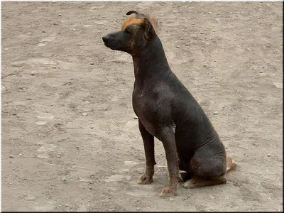 Голая собака инков: внешний вид, происхождение, история и уход | Огородники