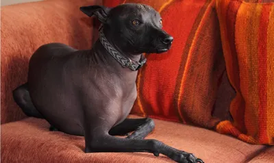 Перуанская голая собака - DogZilla