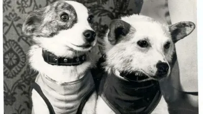 Первые собаки в космосе фото фотографии
