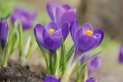 Пестрые Красочные Первые Весенние Цветы Чудесные Предвестники Весны —  стоковые фотографии и другие картинки Без людей - iStock