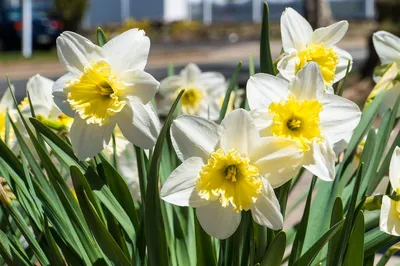 Природа возвещает приход весны: появились первые цветы - Delfi RU