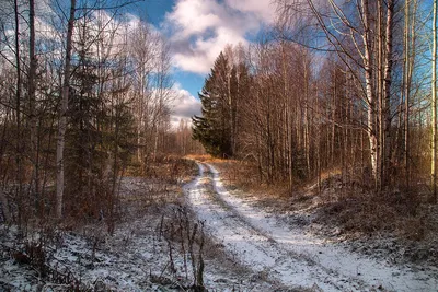 Фотография леса после первого снега в формате WEBP