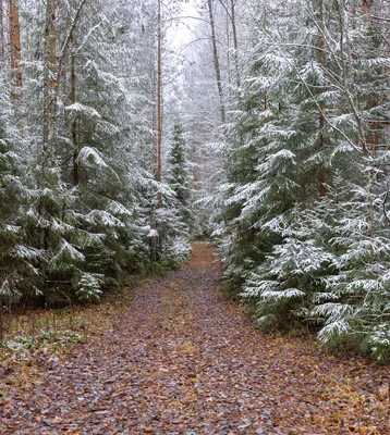 Уют и тишина: первый снег в лесу