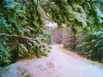 Волшебный мир: первый снег в лесу
