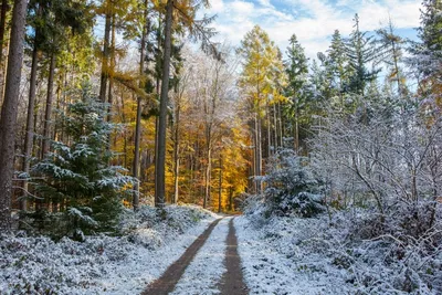 Красота природы: первый снег в лесу