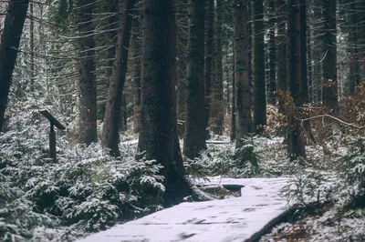 Фото Первый снег в лесу: бесконечная гармония