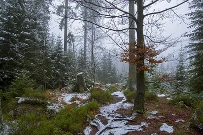 Изображение первого снега в лесу с высоким разрешением