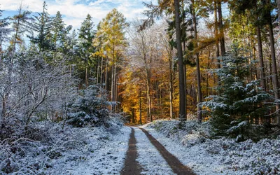 Фотография лесного пейзажа после первого снега