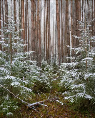Притягательность природы: первый снег в лесу