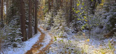 Первый снег в лесу фотографии