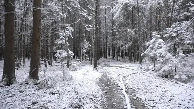 Фото Первый снег в лесу для использования в дизайне