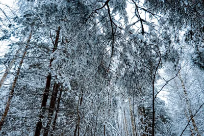 Фото Первый снег в лесу с возможностью выбора формата