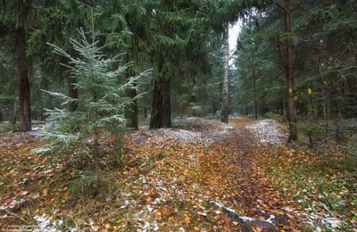 Изображение первого снега в лесу: отражение красоты